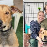 Happy Smile Of Adopted Dog After 477 Days Of Looking Forward To New Family!