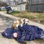 The dog left on the street never leaves its blanket, in the hope that her loved one will come back to her