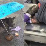 A poor little dog lay motionless in the rain begging someone to help him soothe so much pain