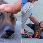 The Elderly Canine Tr.apped In A Deep River Began Crying As The Volunteer Approached To Caress Him!