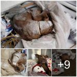 Senior Dog Found Covered In Snow Gets Christmas Day Rescue – archeology and animals Blog
