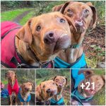 Two dogs with facial de.formi.ties become best friends who are always next to each other!