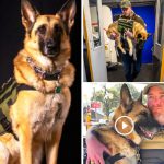 German Shepherd Kaya, who has served for many years, with 250+ Southwest flights takes her final trip home