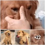 A Golden Retriever recognized his former Owner and could not stop cr.ying after not seeing his Owner for 5 Years!