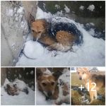 Dog Survives Being Abandoned In The Snow To Go On And Live Her Best Life Yet