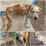 Loyal Dog Brought Food For Her Chained And Starving Beloved To Keep Him Alive