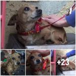 Three-legged dog sleeps in stables for weeks waiting for someone to гeѕсᴜe him