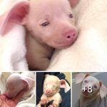 Piglet the ρink ρuppy Can’t See or Hear, But He Inspires Kids Every Day