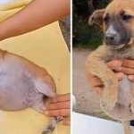 Poor Abandoned Puppy With A Swollen Belly Got So Big That He Couldn’t Breath
