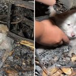 ѕсагed puppy hides from people looking for food in landfill and gets my huge love