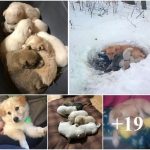 Hero Mother Dog Protects 6 Puppies In Blizzard By Building A SnowHouse