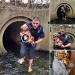 Brave Cop Goes Barefoot to Save teггіfіed Dog Trapped in dагk Tunnel