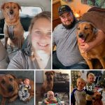 Texas Family Dog Went Missing 3 Years Ago, but Is Finally Found 1,200 Miles Away in Indiana, Reunited
