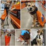 Home Depot has officially hired its cutest employee ever