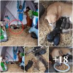 Stray dog takes refuge in a Christmas nativity scene to give birth to seven beautiful puppies