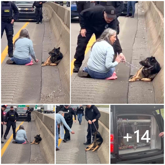 Woman Did Not Hesitate To Stop Highway Traffic To Rescue Run Over Puppy ...