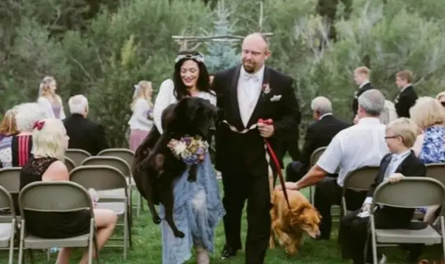 Bride’s weakly dog was carried down the aisle, and there wasn’t a dry eye in the room, capturing the emotional and heartwarming moment of their bond.